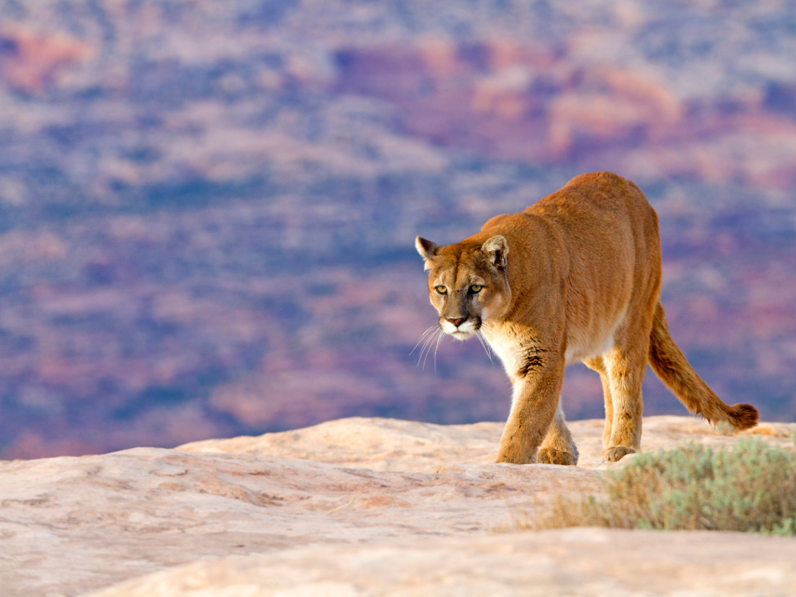 Mountain Lion