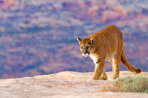 Mountain Lion