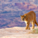Mountain Lion